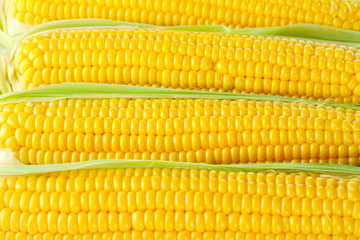 Fresh corn cobs, close up