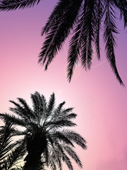 Palm trees with sky and sunset, summer tropical background, summer poster. - 174079752