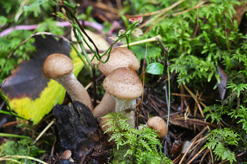 Mushroom shaggy scalycap, Pholiota squarrosa.