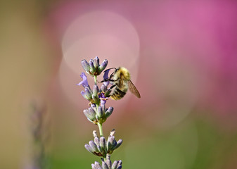 Bumblebee sitting on a lavender with a pastel-colored green and violet background