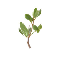 Olive twig, isolated on white