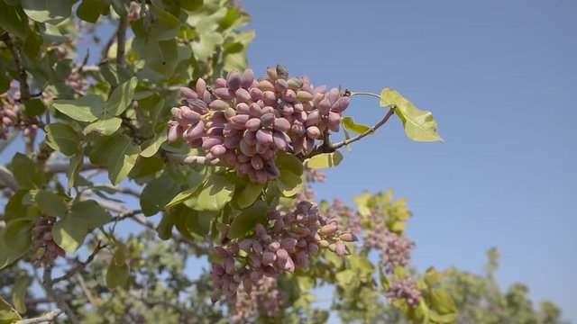 Pistachio tree