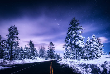 Winter trees at night, Lake Tahoe