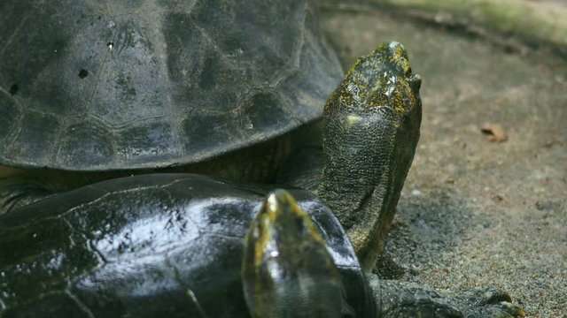 Trionychidae