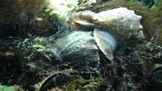 Marine invasive species Veined whelk (Rapana venosa). Black Sea. Ukraine.