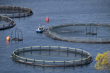 Feeding fish in cages from little boat on fish farm in bay on island Brac in Croatia