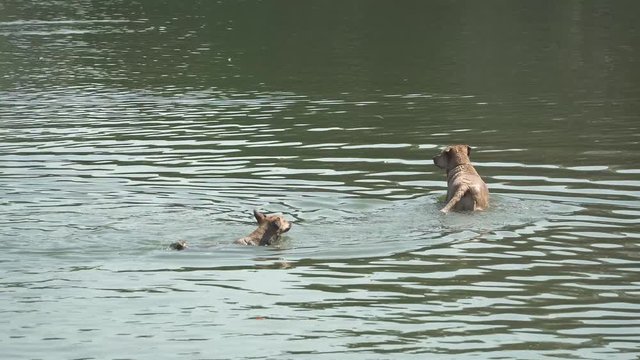 Dogs enjoying at pond. Ibirapuera Park Sao Paulo, Brazil.