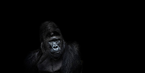 Portrait of a male gorilla on a black background