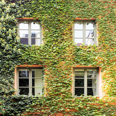 Fototapeta na wymiar Green architecture. Wild grapes on the facade of the building. Windows