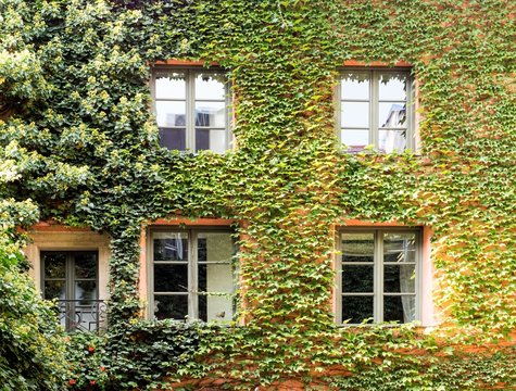 Green Architecture. Wild Grapes On The Facade Of The Building. Windows