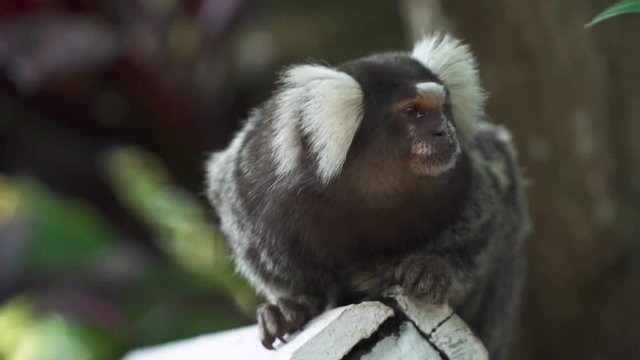 The black-tufted marmoset (callithrix penicillata), Sagui monkey standing on wooden 
roof close up at Rio de Janeiro, Brazil.