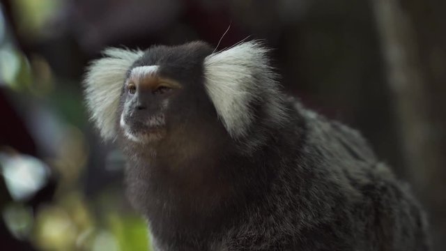 The black-tufted marmoset (callithrix penicillata), Sagui monkey standing on wooden 
roof close up at Rio de Janeiro, Brazil.