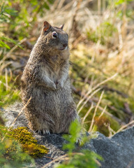 A Ground Squirrel Keeping Watch 