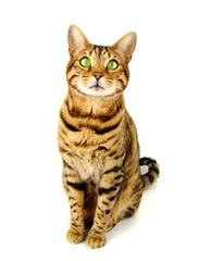 Bengal cat sitting on white background - Stock photo
