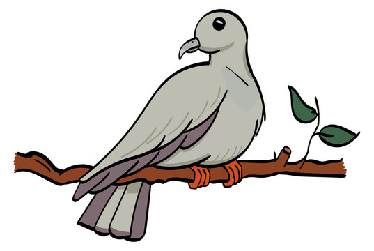 Pigeon perched on a branch.