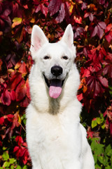 White Swiss shepherd dog
