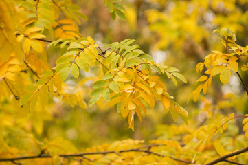 An autumn background with branches and leaves. Selective focus. 