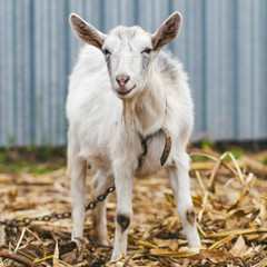 White goat at the village in a cornfield, goat on autumn grass, goat stands and looks at the camera