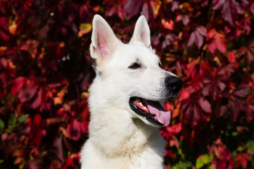 White Swiss shepherd dog