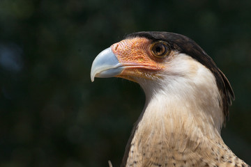 Caracara