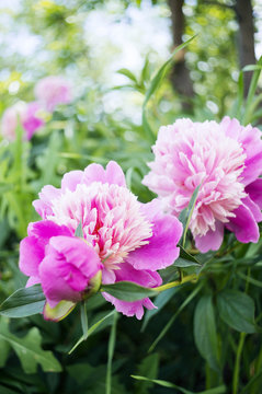 Photos of a beautiful pink peony flowers. 