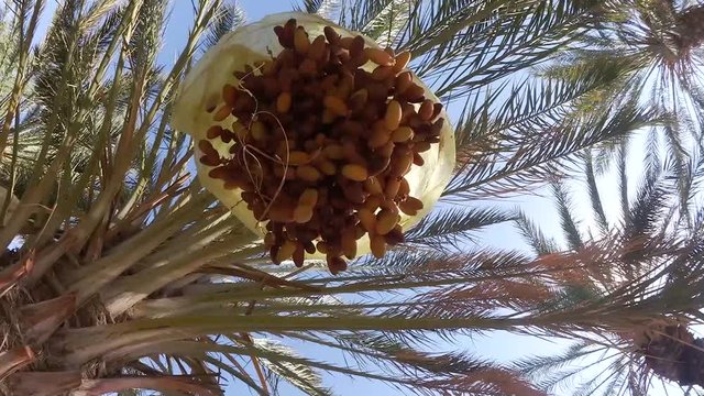 Palme da dattero in Tunisia