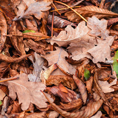 Fallen leaves of chestnut, maple, oak, acacia. Brown, red, orange and gren Autumn Leaves Background