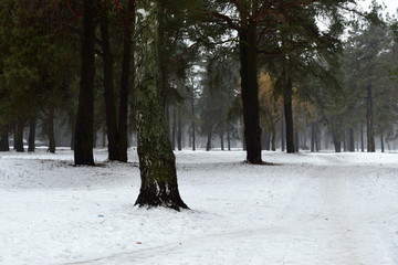 winter forest in the fog