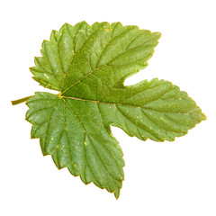 A green sheet of hops on an isolated background, close-up.