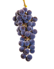 Grape brush on isolated background.