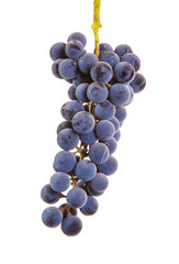 Grape brush on isolated background.