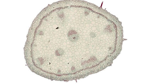 cross section cut of gerania under the microscope
