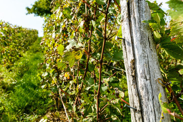Close-up view of a wooden stake with nails in a Champagne vineyard.
