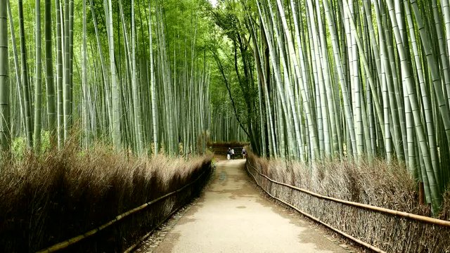 Green bamboo forest road