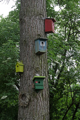 Baumstamm mit Nistkästen