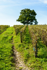 Fototapeta na wymiar Rows of grapevine in a Champagne vineyard with a walnut tree under a cloudy blue sky.