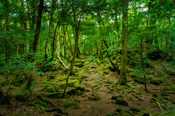 Aokigahara Forest at Lake Saiko &ndash; Enigmatic Nature at the Foot of Mt. Fuji