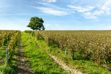 Fototapeta na wymiar Rows of grapevine in a Champagne vineyard with a walnut tree under a cloudy blue sky.