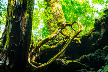 Aokigahara Forest at Lake Saiko – Enigmatic Nature at the Foot of Mt. Fuji