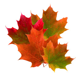Colorful maple leaves in fall
