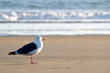 A single Seagull sits along the ocean shore break during sunset.