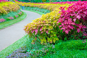 Royal Botanical Garden Peradeniya, Sri Lanka. The Botanical Garden Includes More Than 4000 Species Of Plants, Including Of Orchids, Spices, Medicinal Plants And Palm Trees