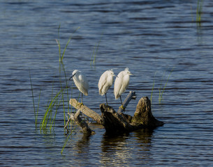 Little egrets standing in a branch on the water