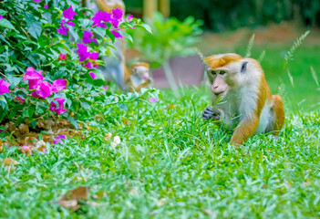 Royal Botanical Garden Peradeniya, Sri Lanka. The Botanical Garden Includes More Than 4000 Species Of Plants, Including Of Orchids, Spices, Medicinal Plants And Palm Trees