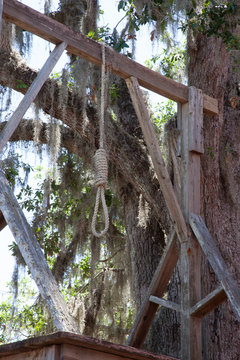 Hangman's noose under a live oak tree