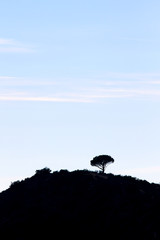 Single silhouetted hilltop tree against a blue sky with streaky clouds.