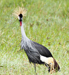 Fototapeta premium Crowned Crane & Chick