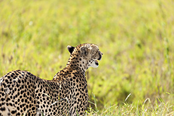 Cheetah Looking Into The Savanna