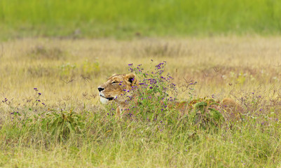 Lion With Purple Flowers
