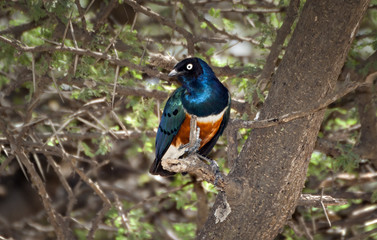 Superb Starling